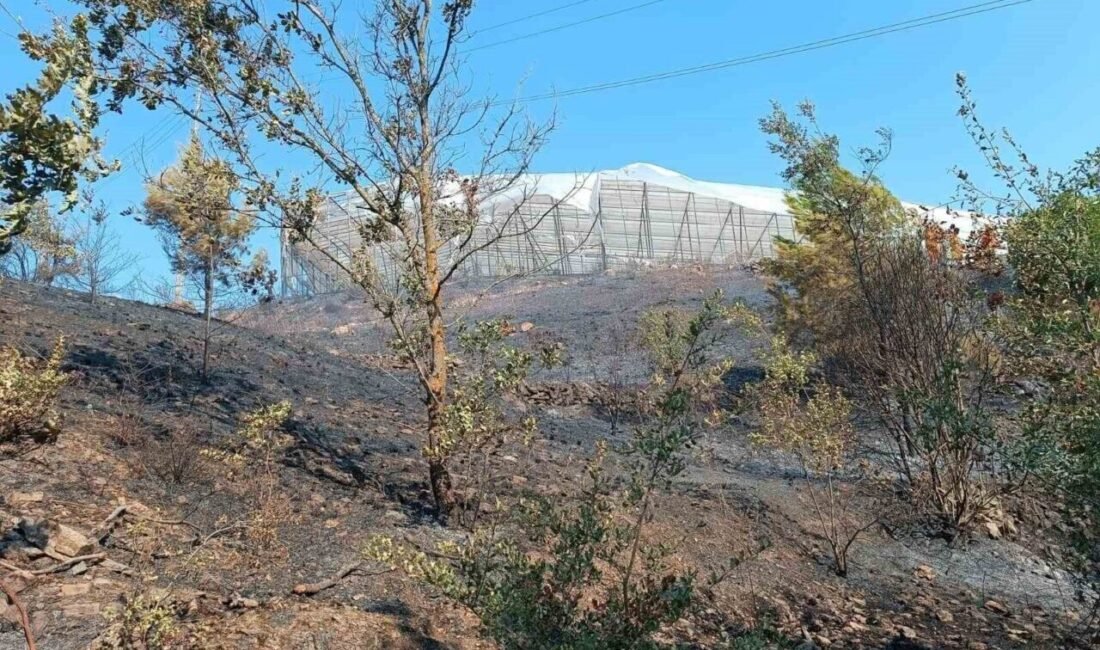 Antalya’nın Alanya ilçesi Uğrak Mahallesi’nde sabah saatlerinde makilik alanda çıkan