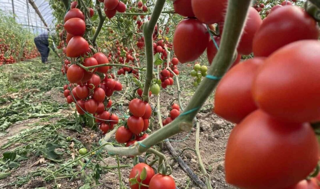 Antalya hallerinde işlem gören domates, yıllık miktarda yüzde 86,89, fiyat