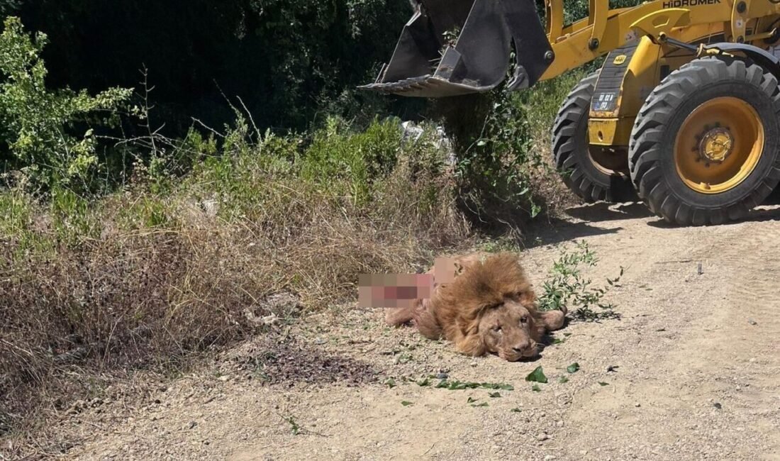 Antalya’nın Manavgat ilçesindeki hayvanat bahçesinden kaçıp tarlada bekçilik yapan bir