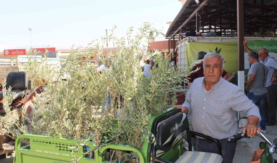 Antalya Büyükşehir Belediyesi, 40 bin zeytin fidanını 19 ilçede 2