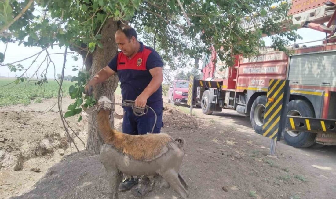 Hatay’da dereye düşerek çamur içerisinde mahsur kalan koyunu itfaiye ekipleri