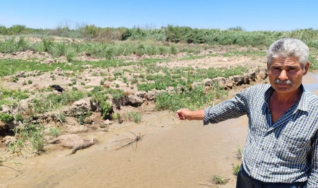 Hatay’da hayvancılık yapan bir kişi, fabrika atık sularının döküldüğünü iddia