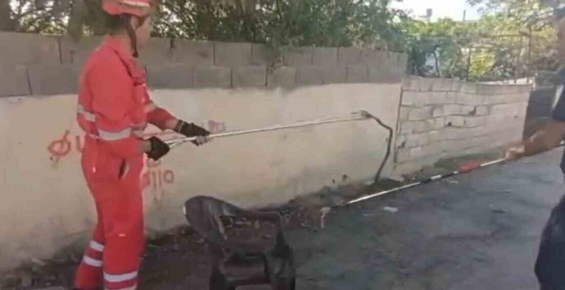 Hatay’ın Dörtyol ilçesinde bir eve giren yılan, özel bir aparatla