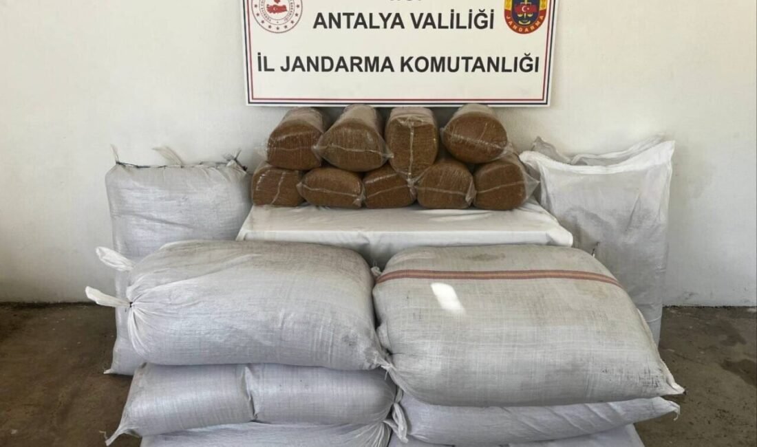 Antalya’nın Gazipaşa ilçesinde jandarma ekiplerinin düzenlediği operasyonda, 800 kilogram bandrolsüz