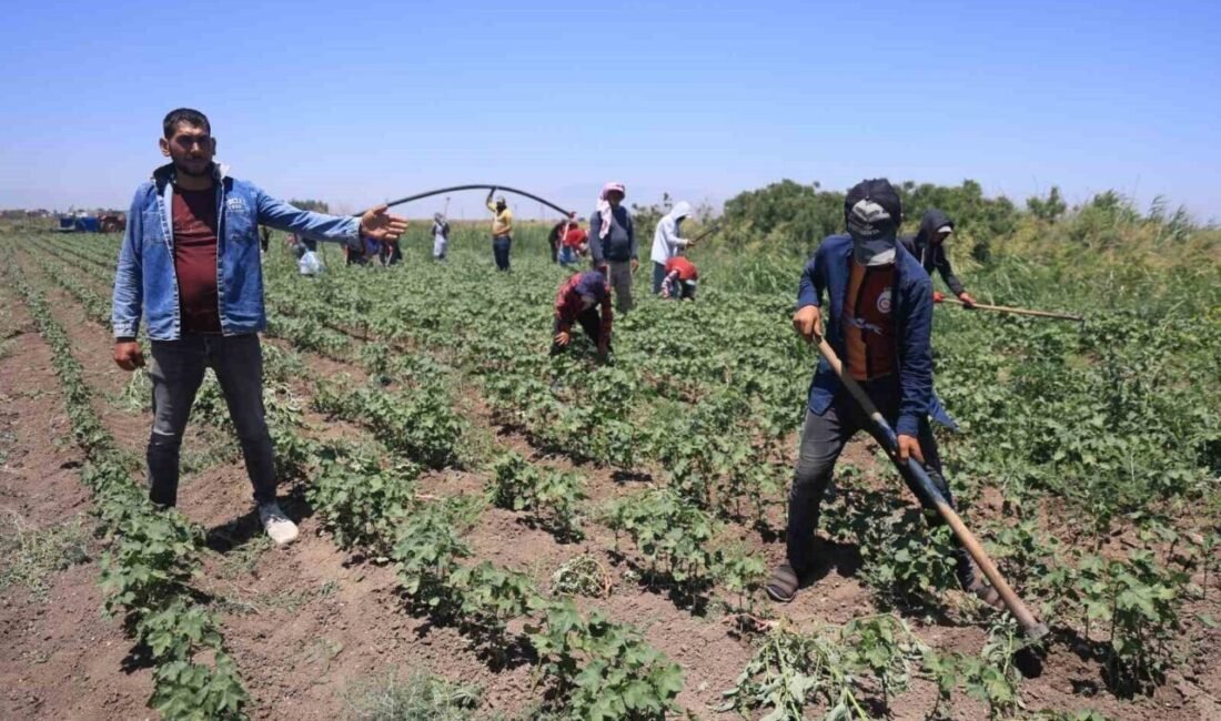Termometrelerin 40 dereceye aştığı Hatay’da pamuk tarlasında çalışan tarım işçileri