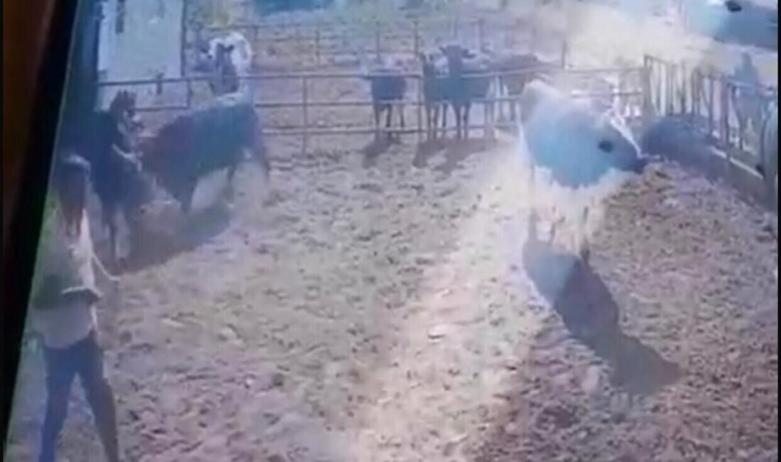 Isparta’nın Eğirdir ilçesinde bir besihanede bakım yaptığı boğanın saldırısına uğrayan