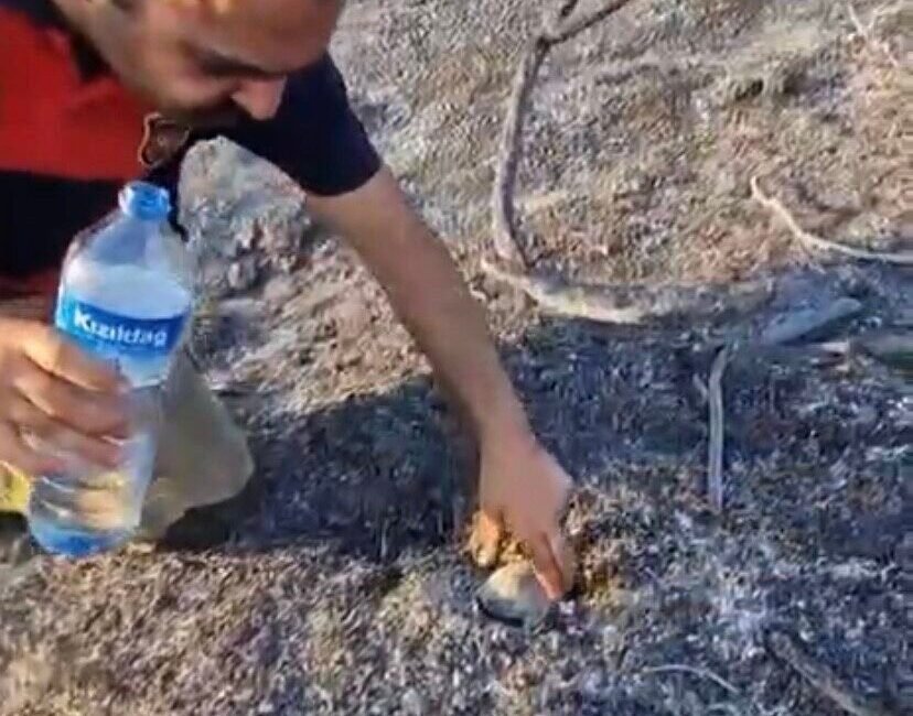 Hatay’ın Defne ilçesinde çıkan yangında alevler arasında mahsur kalan kaplumbağaya