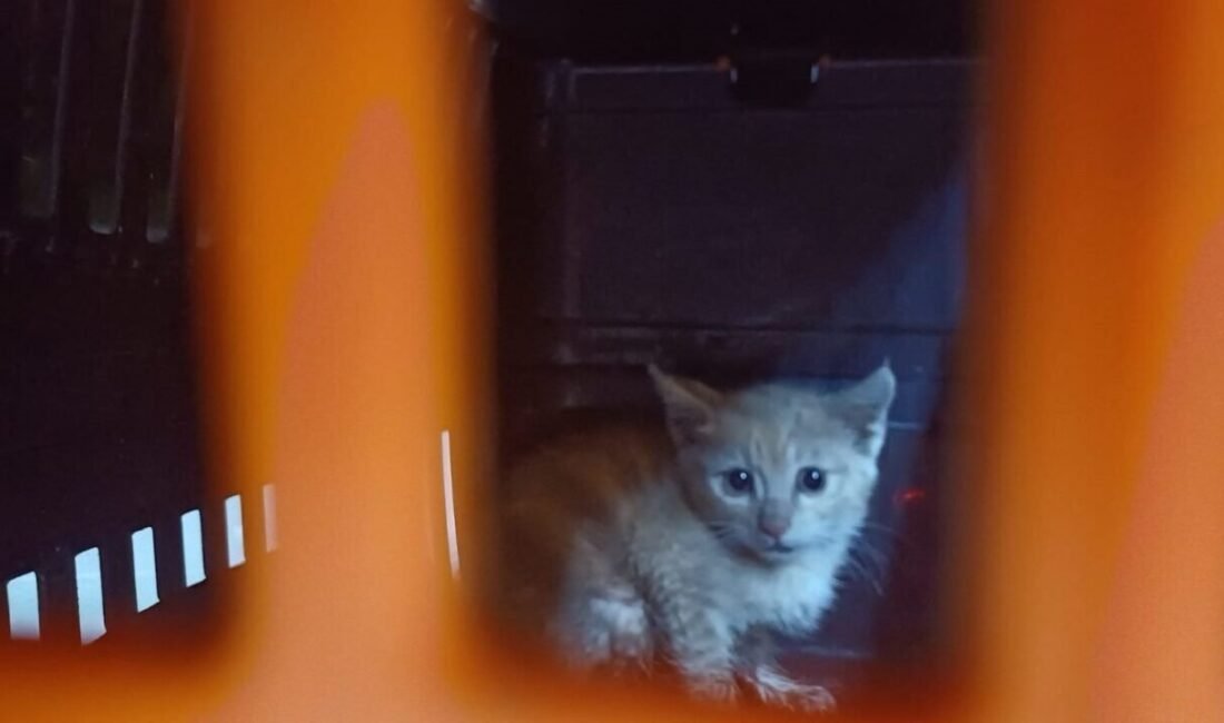 Antalya’da kanalizasyona düşen ve iki gündür kurtarılmayı bekleyen yavru kedi,