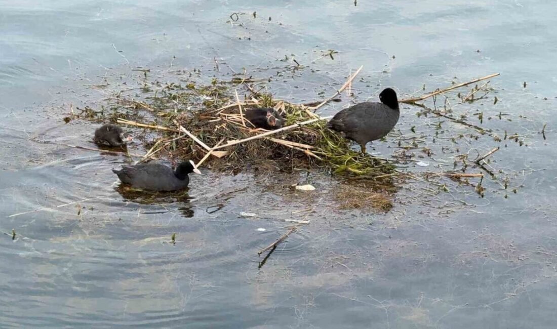 Adana’da Karabataklar Seyhan Nehri üzerine çalı ve ot taşıyarak yuva
