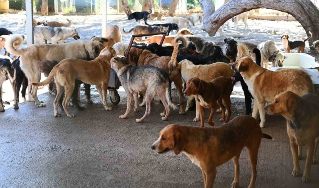 Kemer Belediyesi, Haziran ayında 22 köpek ve 28 kediyi yeni