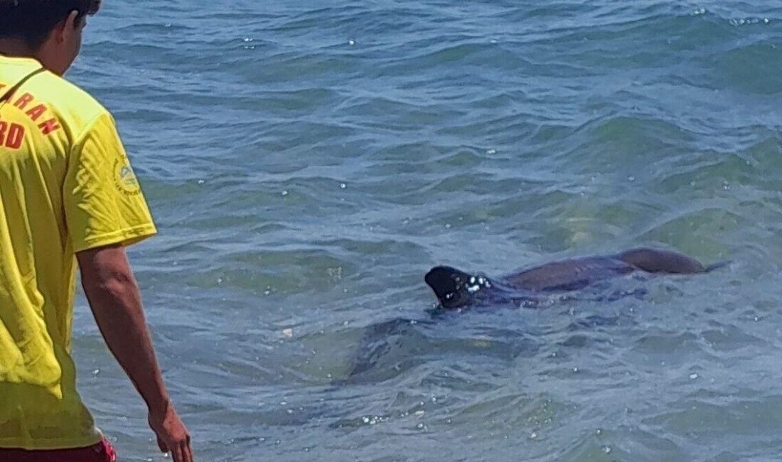 Mersin’de kıyıya vuran yunus sahildeki vatandaşlar ve görevliler tarafından tekrar