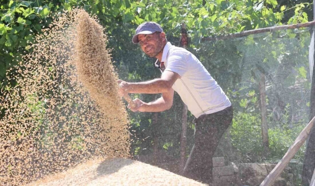 Antalya Büyükşehir Belediyesi’nin hibe tohum destekleriyle buğday ekimi yapan çiftçiler,
