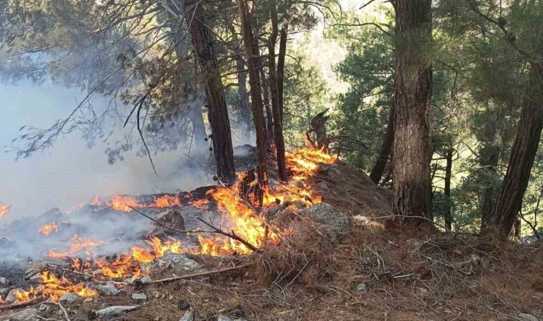 Adana’nın Kozan ilçesinde bulunan ormanlık alanda henüz bilinmeyen nedenle yangın