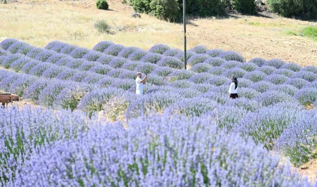 Isparta’nın lavanta kokulu köyü olarak bilinen Keçiborlu ilçesine bağlı Kuyucak