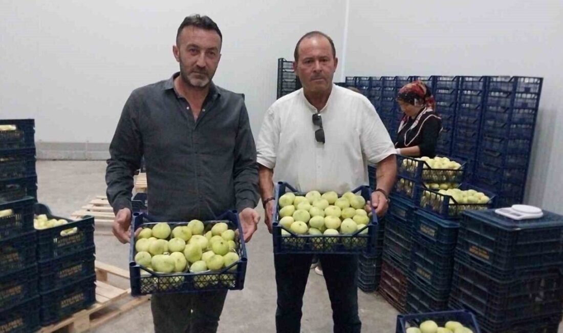 Mersin’in Mut ilçesinde yetiştirilen ve aromasıyla dikkat çeken Mut beyaz