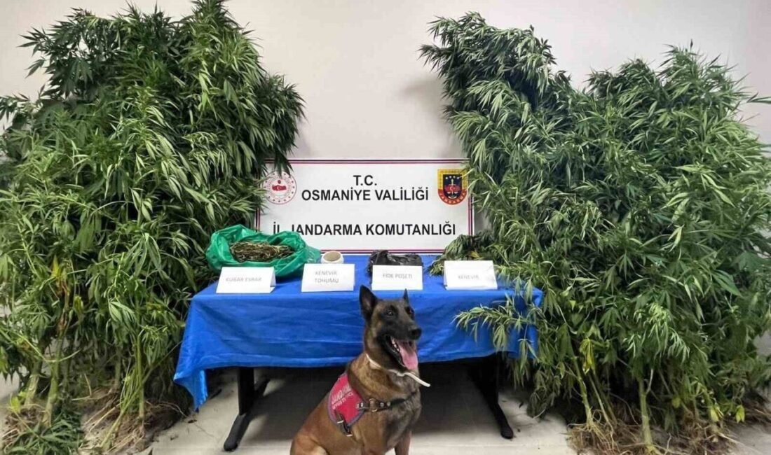 Osmaniye’de jandarma ekiplerince son 1 haftada düzenlenen operasyonlarda 105 şüpheli