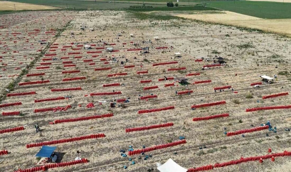 Hatay’ın Amik Ovası’nda 40 dereceyi bulan aşırı sıcakta zorlu şartlarda