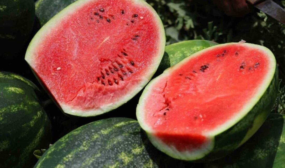 Türkiye’de üretimin yüzde 30’unun yapıldığı Adana’da karpuzun kilogramı tarlada 2