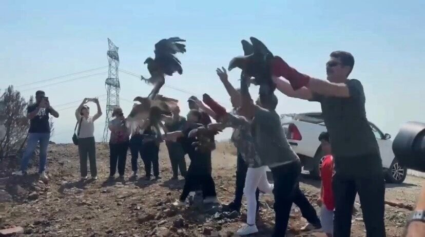 Hatay’da çeşitli nedenlerle yaralanan ve tedavi süreçleri tamamlanan 11 yabani