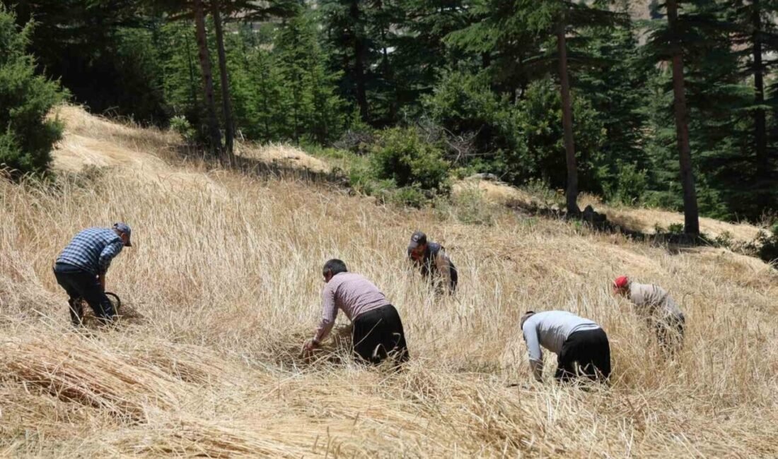 Adana’nın Feke ilçesinde yüzyıllardır değişmeyen gelenek ellik ve orakla hasat