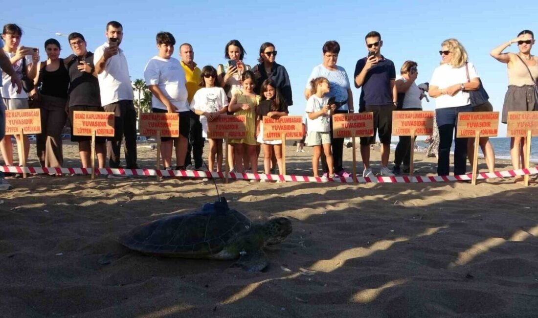 MEÜ Deniz Kaplumbağaları Uygulama ve Araştırma Merkezince, uydu vericisi takılan
