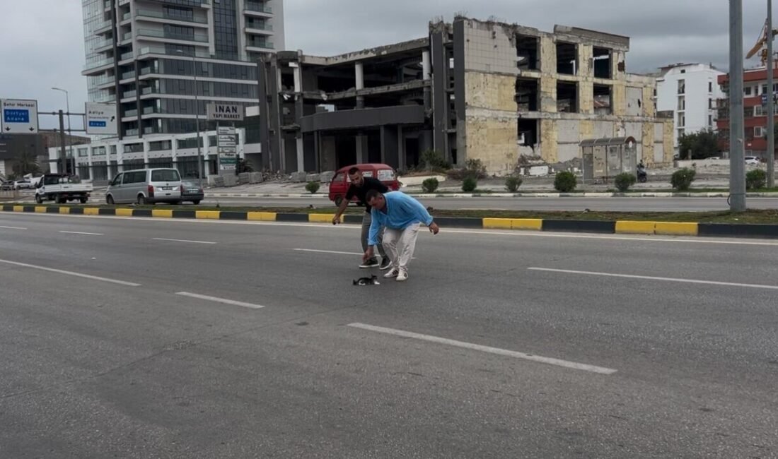 Hatay’da trafiğin yoğun olarak yaşandığı yolun ortasında mahsur kalan yavru