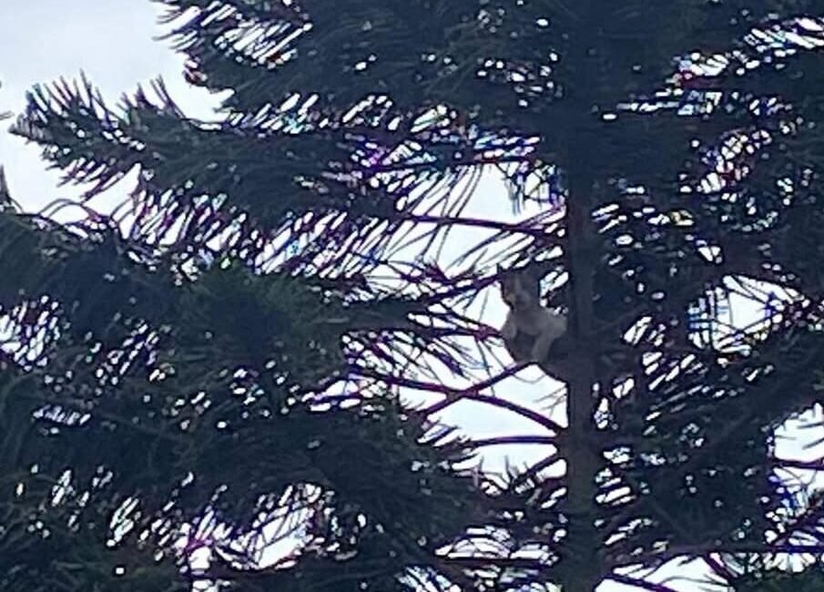 Hatay’ın Payas ilçesinde ağaçta mahsur kalan kedi itfaiye ekiplerinin müdahalesiyle