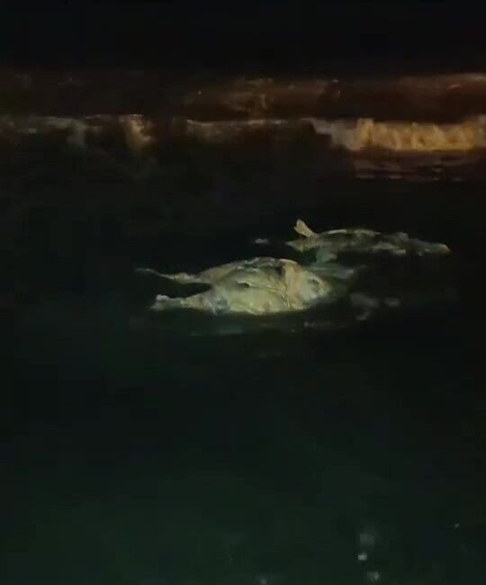 Hatay’da sahilde telef olmuş halde angus bulundu. Angusun sevkiyat esnasında