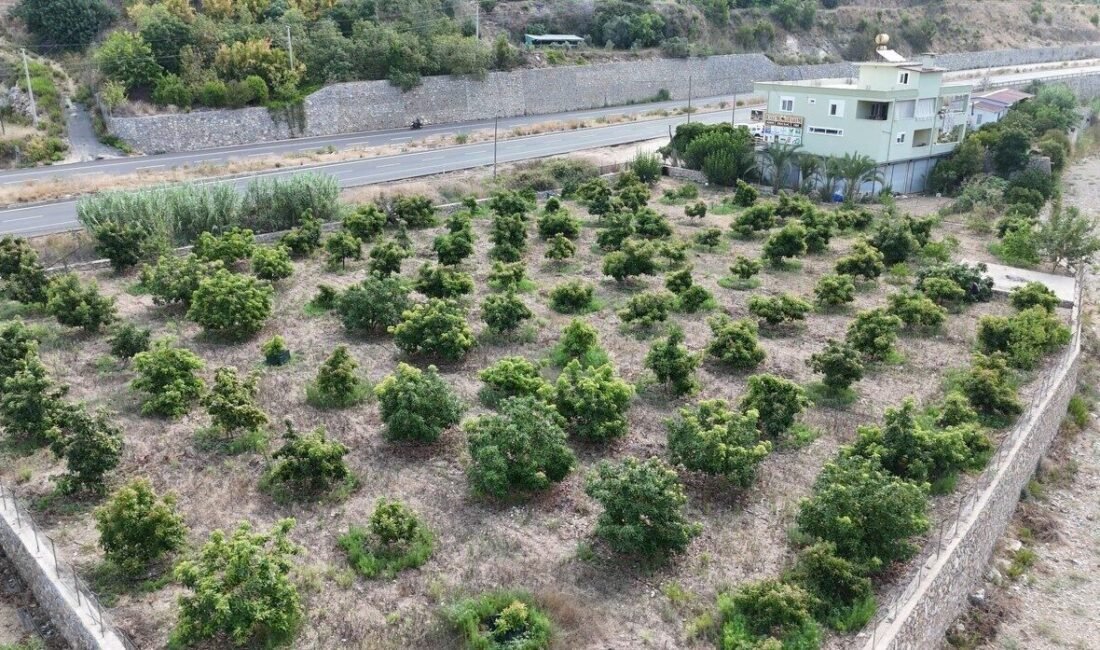 Antalya’nın Alanya ilçesine bağlı Yeşilöz Mahallesi’nde 3 dönümlük arazide yetiştirilen