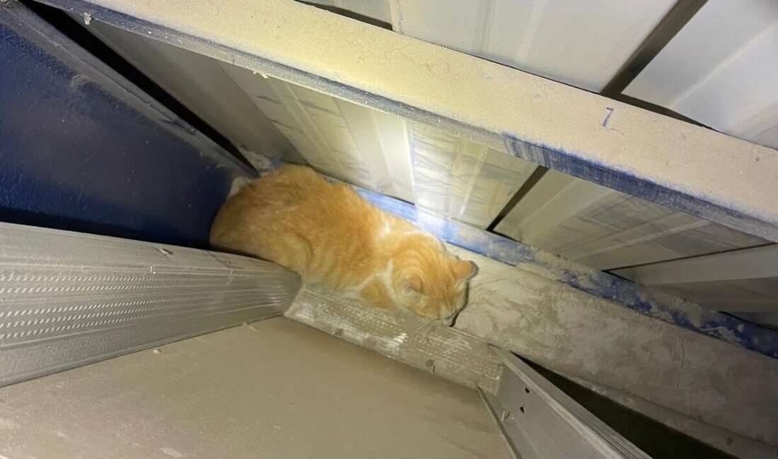 Hatay’da bir marketin boşluğuna düşerek, duvar arasında mahsur kalan kediyi