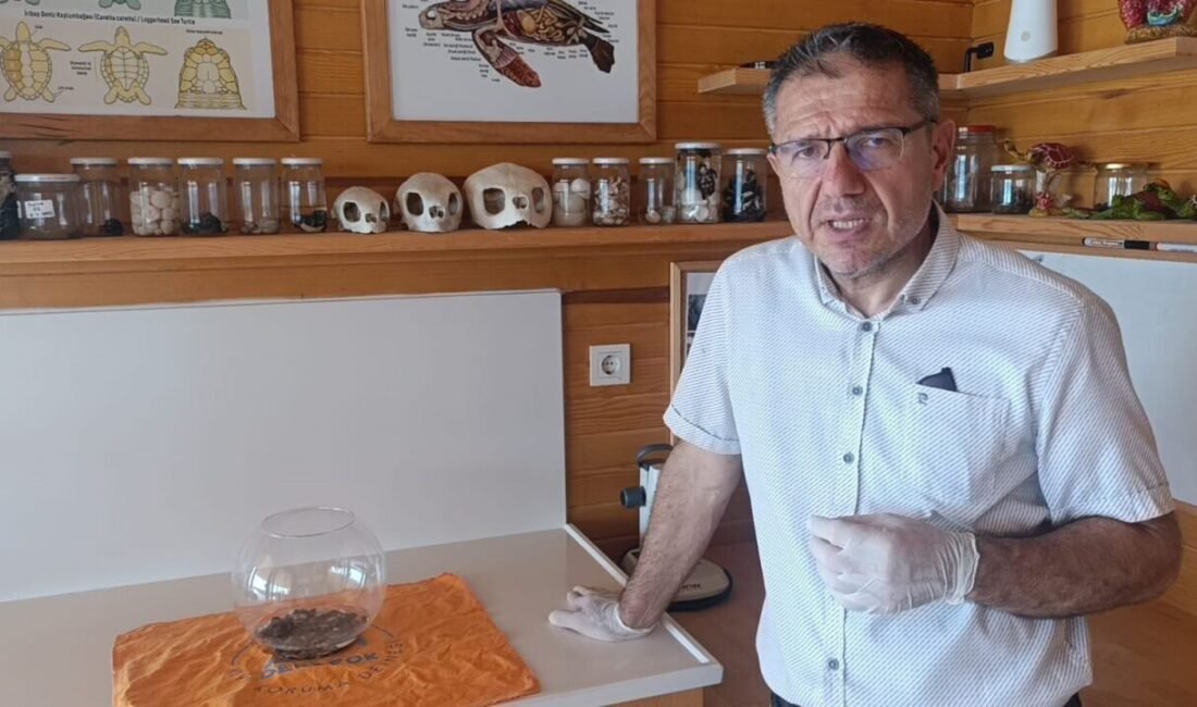 Antalya’nın Manavgat ilçesinde yürütülen deniz kaplumbağası izleme çalışmaları sırasında nadir