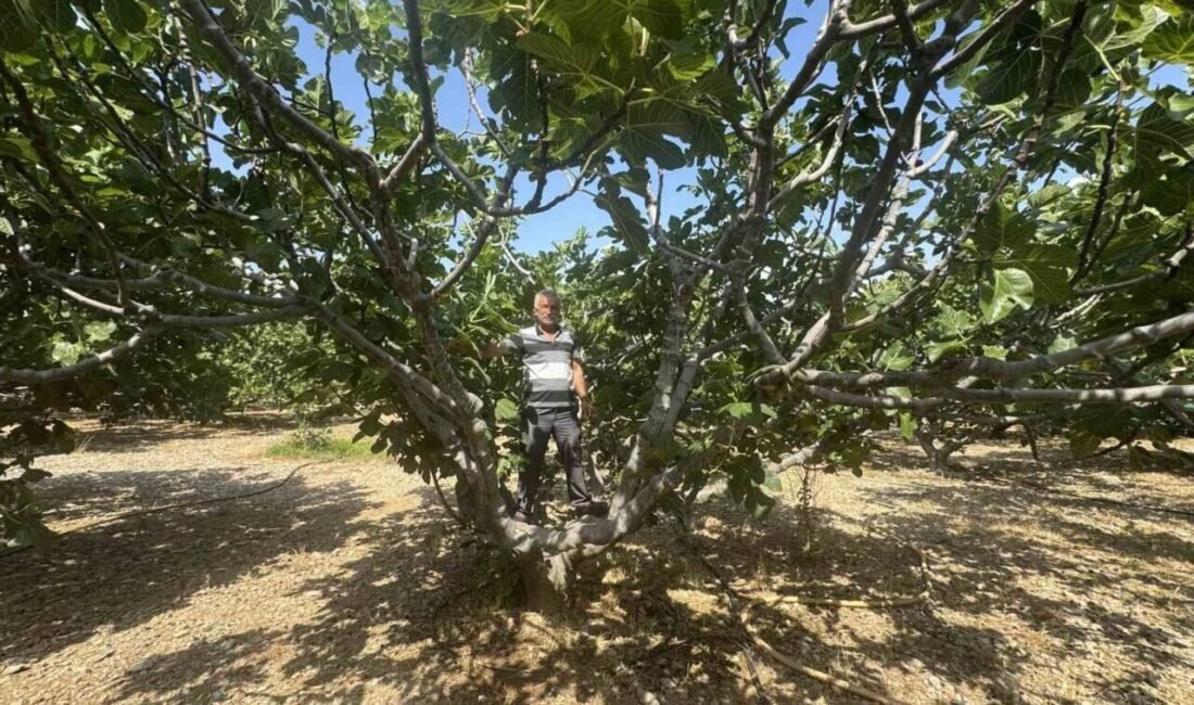 Antalya’nın İbradi ilçesinde, sıcak hava nedeniyle Bursa siyah incir rekoltesinin