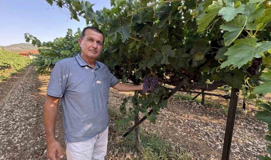 Üzümü ve pekmezi ile ünlü olan Antalya’nın Akseki ilçesinde hasat