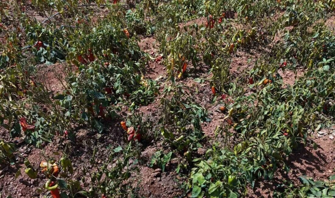 Türkiye’nin en sıcak illerinden Adana’da, tarlalarda yetişen kırmızı kapya biberler,