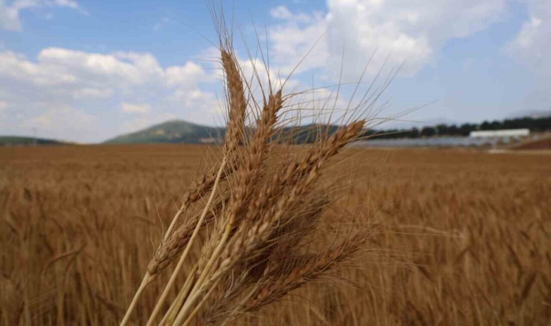 Adana’nın Saimbeyli ilçesinde belediye, atıl durumdaki verimli arazileri ekonomiye kazandırmak