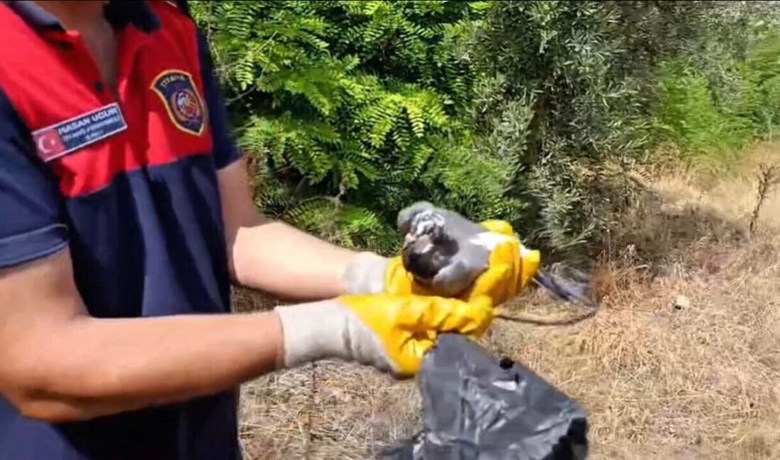 Hatay’ın İskenderun ilçesinde ayağına poşet dolanarak ağaca takılıp mahsur kalan