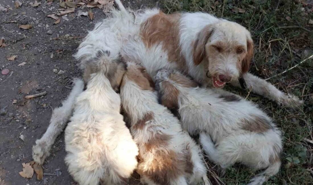 Mersin’in Tarsus ilçesinde annesiyle oyun oynarken çukura düşen yavru köpek,