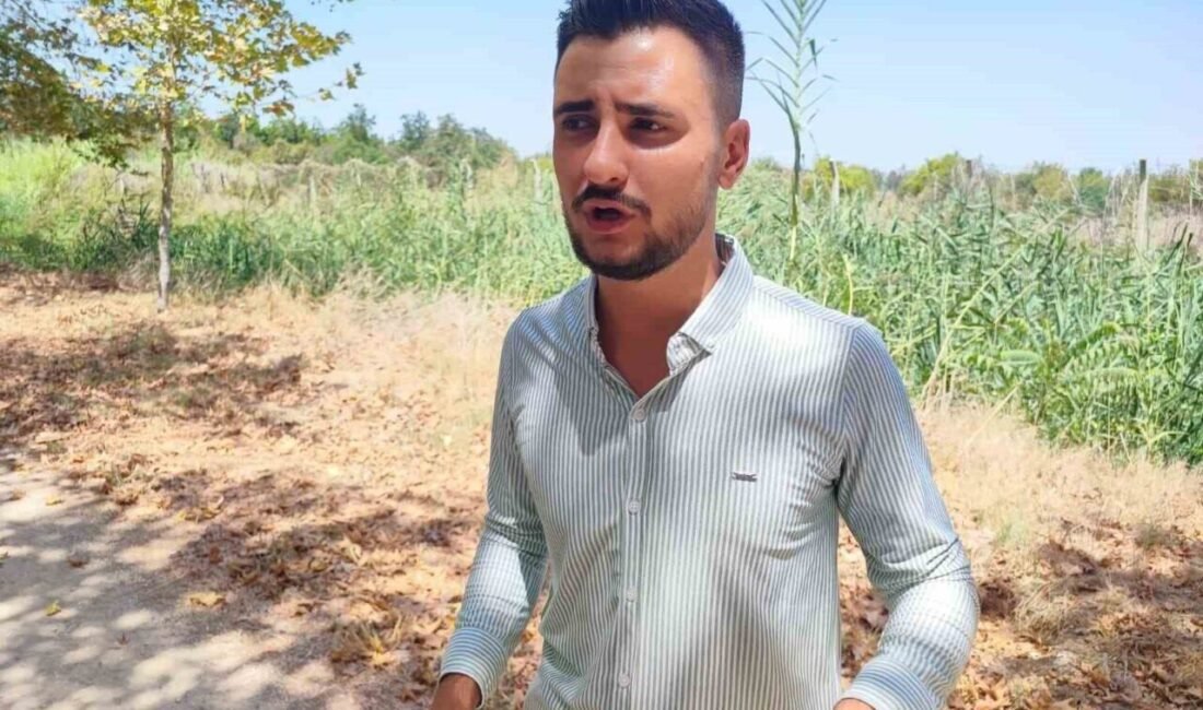 Adana’da bir kişi Çukurova Üniversitesi yerleşkesinde gördüğü domuzları otomobilinden inip
