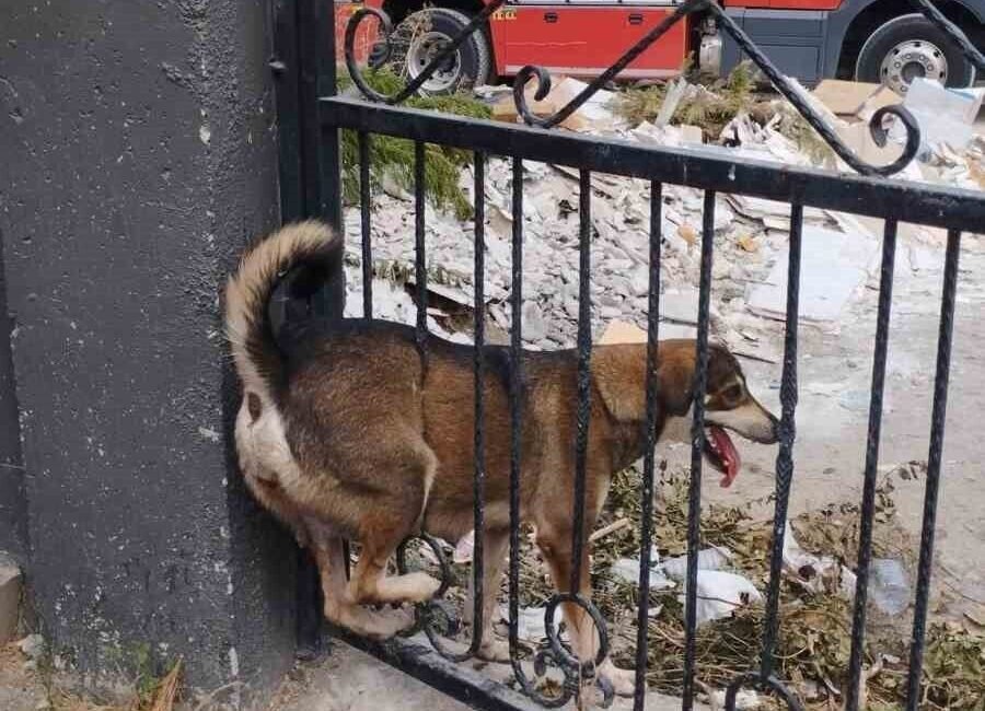 Hatay’ın Arsuz ilçesinde bir evin bahçe kapısındaki demir korkuluklara sıkışan