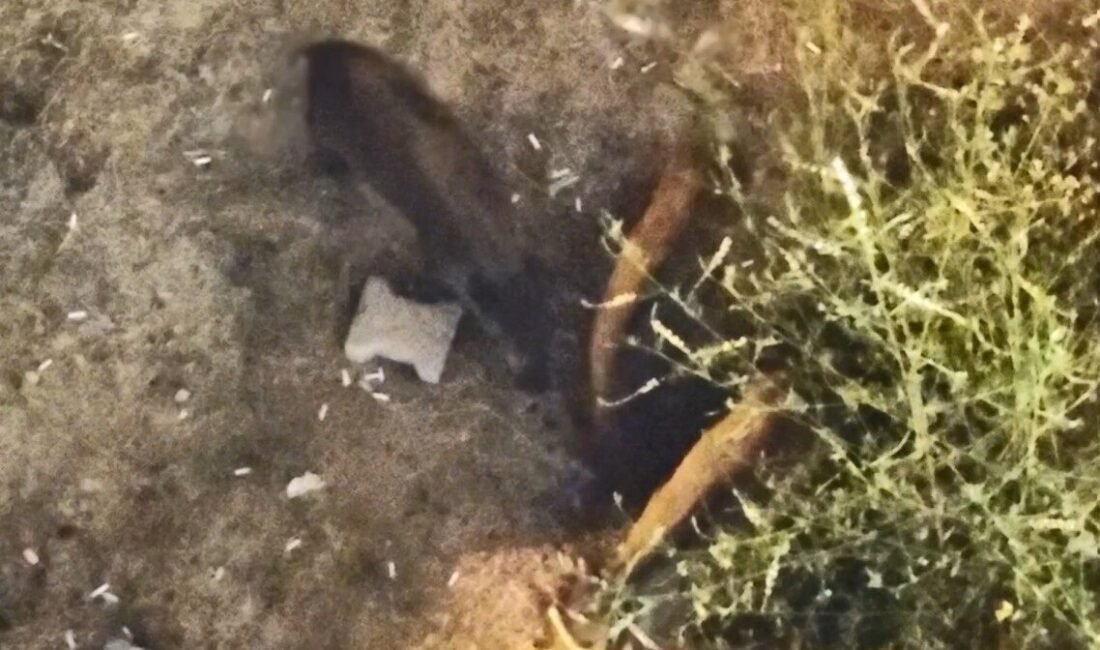 Mersin’de daha önceleri sahil kesimine yakın yerlerde bahçelere zarar veren
