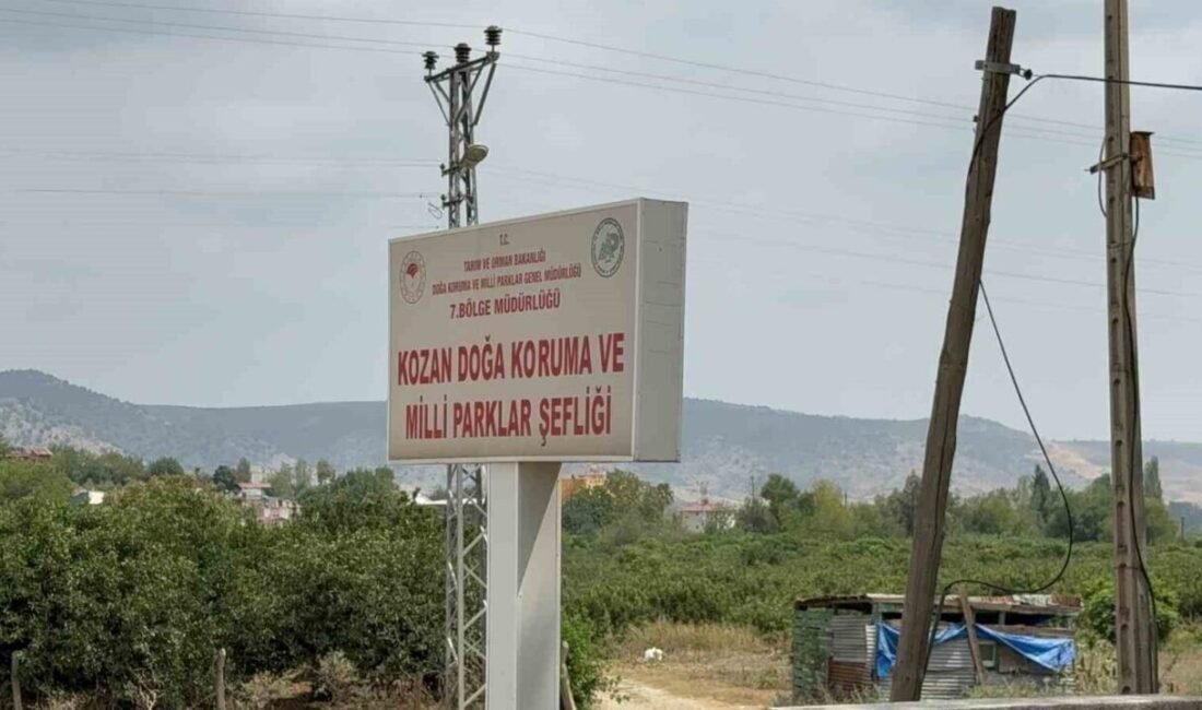 Adana Kozan’da bir esnaf tarafından bitkin halde bulunan ebabil kuşu