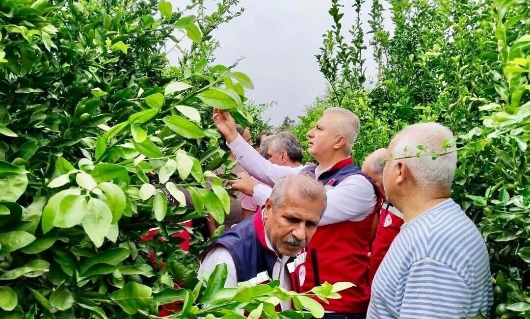 Hatay’da narenciye üretiminde verim ve kalite kayıplarının önlenmesi amacıyla zararlı
