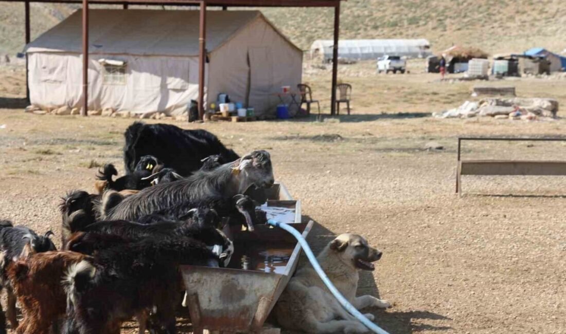 Kahramanmaraş’ta yüzyıllardır süren konargöçer geleneği yaz aylarında yeniden canlanıyor. Çobanlar,