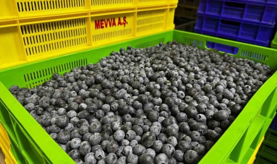 Elmalı’nın Karamık Mahallesi’nde kurulan yaban mersini bahçesi, bölge çiftçiliğine yeni