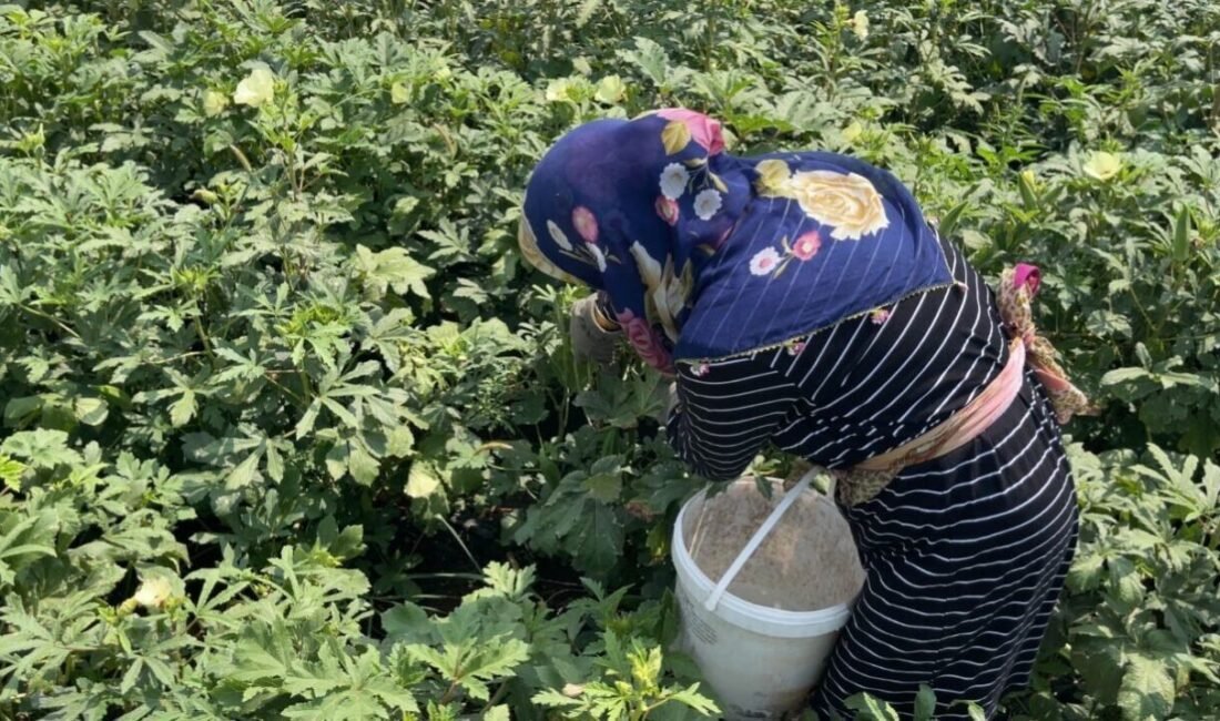 Osmaniye’de, oluşturdukları koruma alanındaki hayvanların ihtiyaçlarını karşılamak amacıyla koruma alanının