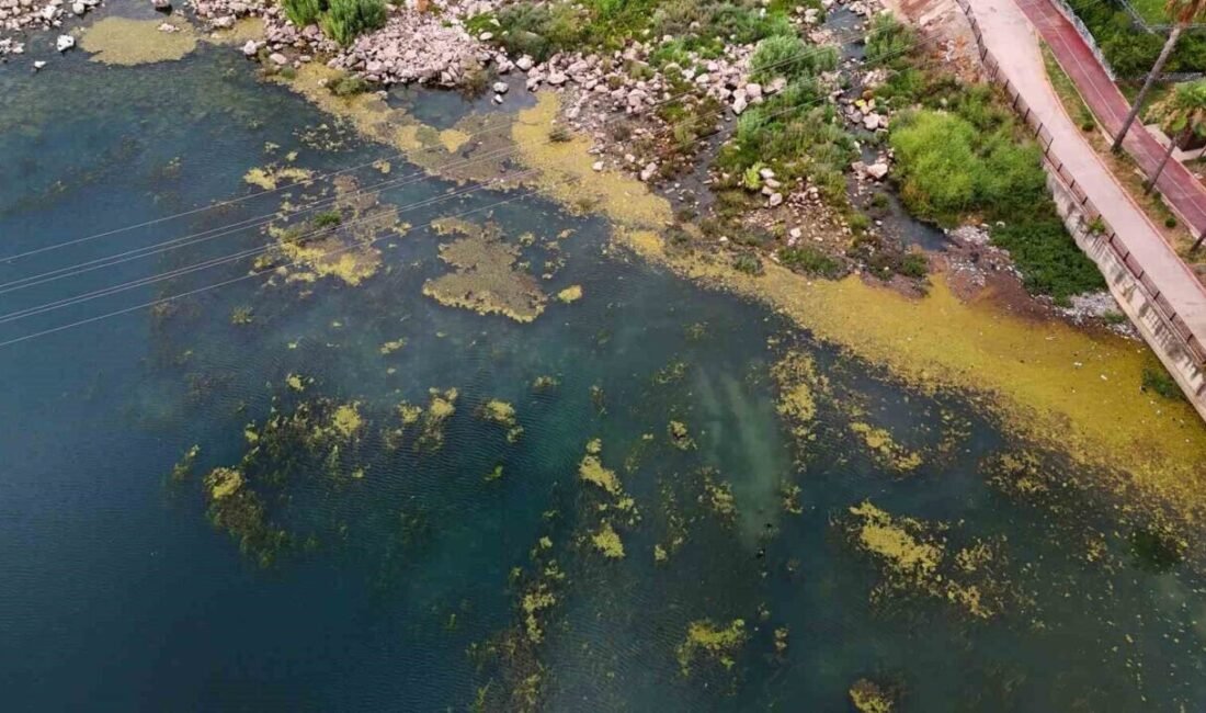 Adana’nın ortasından geçen Seyhan Nehri, yosun akınına uğradı. Nehirde bazı