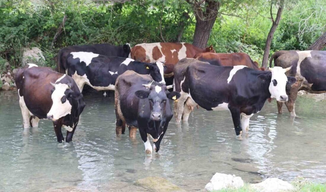 Adana’nın Kozan ilçesinde sıcaklar bunaltınca, cadde ve sokaklar boş kaldı.Kenar