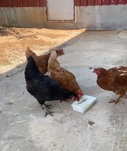 Kahramanmaraş’ta bir vatandaş, kavurucu yaz sıcağında evinin bahçesindeki tavuklarını Maraş