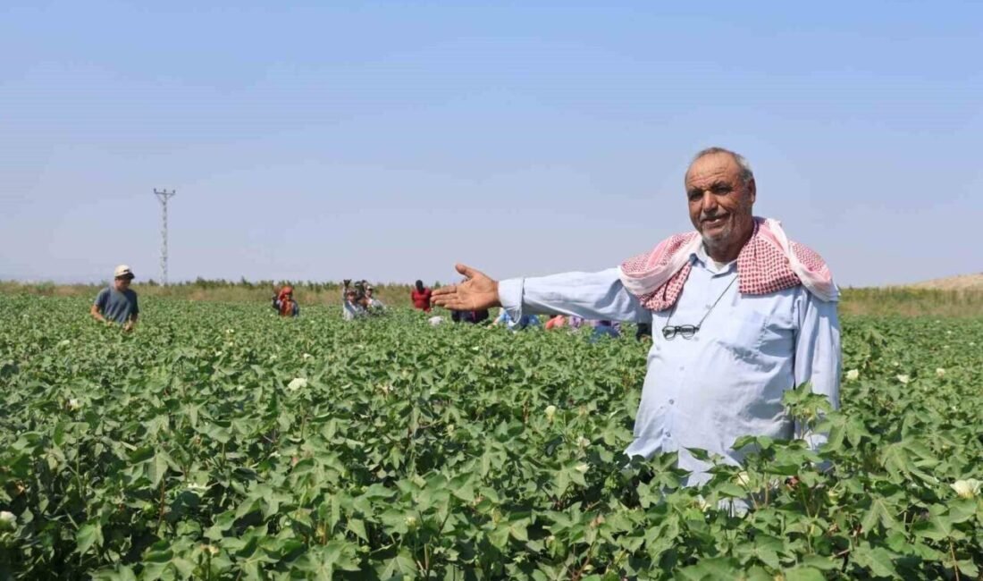 Termometrelerin 45 dereceye aştığı Hatay’da pamuk tarlasında çalışan tarım işçileri