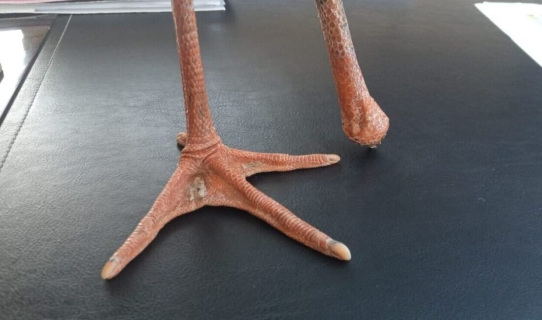 Türkiye’nin çeşitli bölgelerinde etkili olan orman yangınları, birçok yaban hayvanının